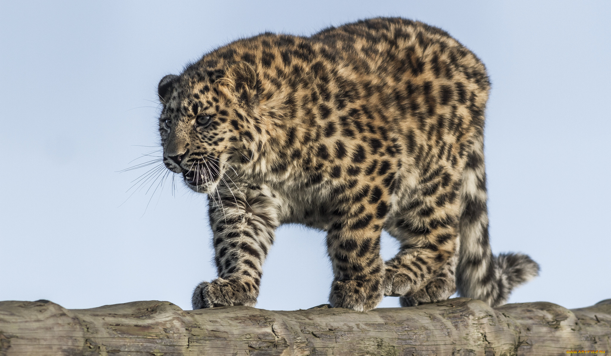 amur leopard, , , 